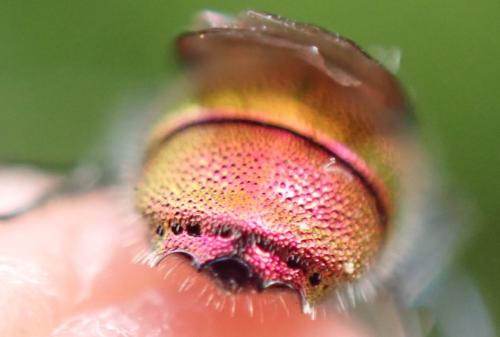 Réf. 334 364 : Chrysis terminata